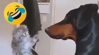 Try not to Laugh Funny Dogs and Cats Videos 🐶😻 - Funny Pets - Best funny animals 🤣 #36