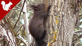 Squirrel on Tree - Early Spring - Sciurus vulgaris