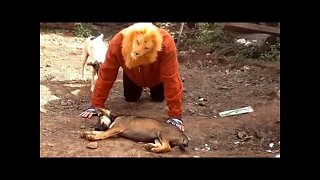 Fake Lion vs Real Dog Prank Funny Video Try not to Laugh [ Prank Videos ] RoSeak Zin
