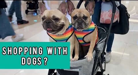Visiting Starfield The Biggest Dog Friendly Mall With Two Frenchies