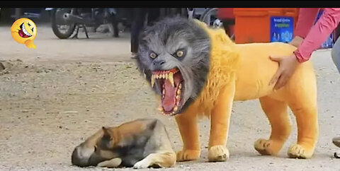 Troll Prank Dog Funny & fake Lion and Fake Tiger Prank To dog & Huge Box