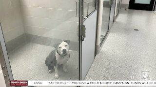 Nebraska Humane Society: Select dogs eligible for $30 adoption fee