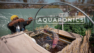 Backyard Aquaponics Farming Fresh Fish and Vegetables | PARAGRAPHIC