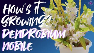 Dendrobium Nobile Complex Hybrids | Better than Phalaenopsis? | Growth Habit 1st 3 years