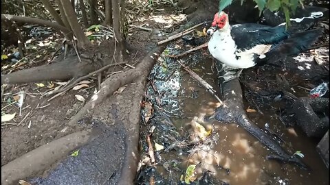 Some of my Muscovy Ducks 29th December 2021