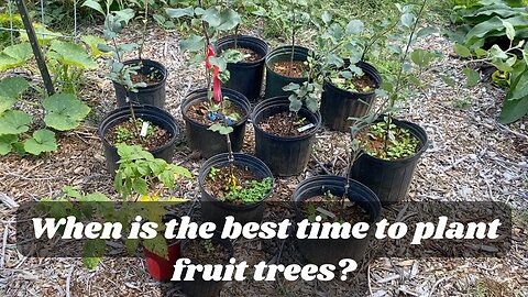 Rooted in Success: Navigating the Best Time to Plant Fruit Trees