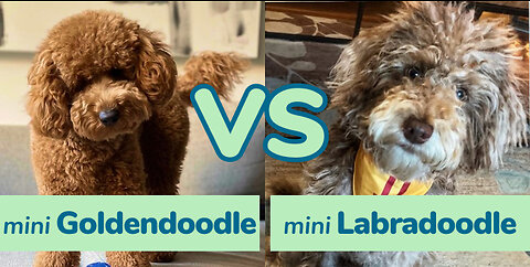 Labradoodle vs Goldendoodle: Choosing the Perfect Poodle Mix Companion! 🐾
