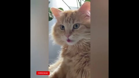 cute cat videos 😹 funny videos 😂1782