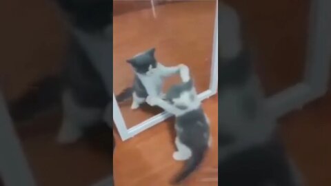Cat became magician in front of mirror funny video #shorts #cat #funnycats