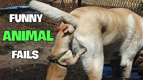 Hilarious Animal Antics That Will Make Your Day! 🤣🐾