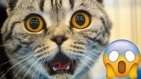 Funniest Animals🤣😂 New Funny Cats and Dogs Videos 😹🐶/ Part 4