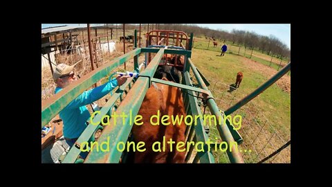Working cattle through the chute, de-worming and an alteration...