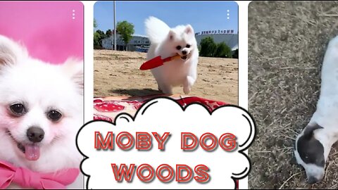 Moby Dog the whoods video