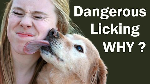 The Real Reason Dogs Lick You Is Disgusting | Unveiling the Surprising Truth