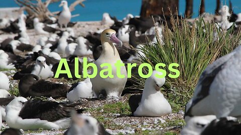 Albatross: mate for life