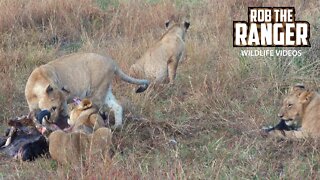 Lion Pride Finishing A Gnu Meal | Maasai Mara Safari | Zebra Plains