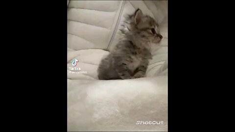 Cute Kitty's Yapping