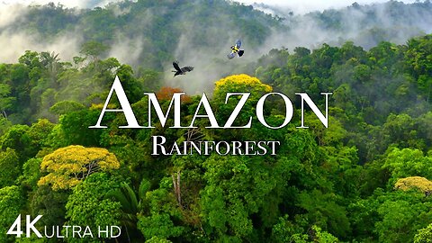 Amazon 4k - The World’s Largest Tropical Rainforest Part 1 | Jungle Sounds | Scenic Relaxation Film