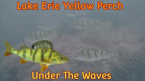 Yellow Perch of Lake Erie Under The Waves