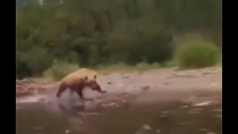 FURIOUS BEAR CHASES TOURIST BOAT