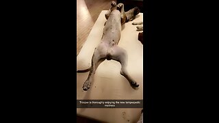 Great Dane enjoying a king size temperpedic mattress