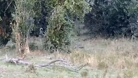 Dangerous Snake | Attack Animals | Wildlife.