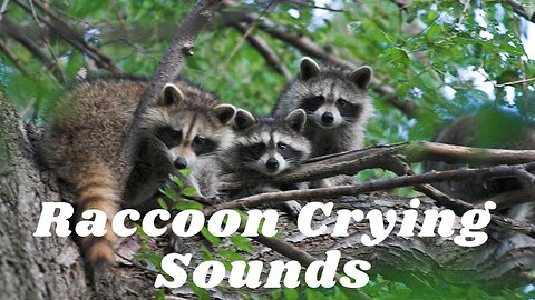 Raccoon Crying Sounds - Raccoon Sounds - Raccoon Crying Call - Raccoon Cry - Common Raccoon Crying