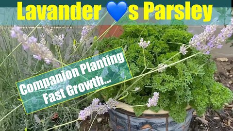 Grow Parsley Crazy Fast 4 Pennies w Companion Planting! Lavender 💚 Parsley A Match Made in Heaven!