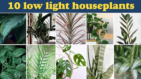 Low light houseplants | 10 houseplants in the darkest corners of your house