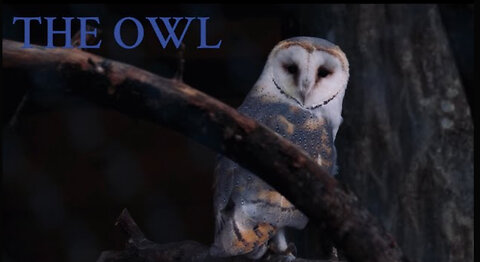 The Owl Short Horror Story