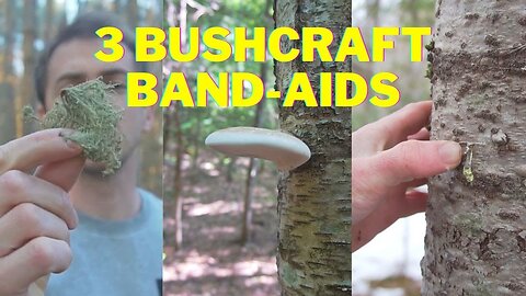 3 Survival Bandaids you can Make in the Forest!