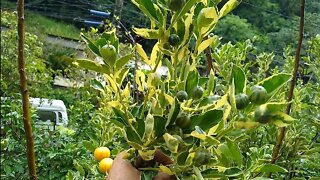 frutíferas produzindo em vaso jabuticaba azul híbrida Sabará amarela (cabeludinha) l. imperial figo