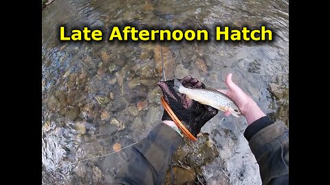 Late afternoon hatch saves the day 2020-04