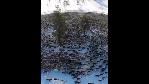 Nature: Reindeer march in a cyclone as a defensive tactic against predators.