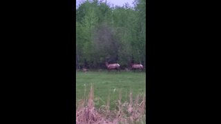 Never seen that many elk in a bunch.