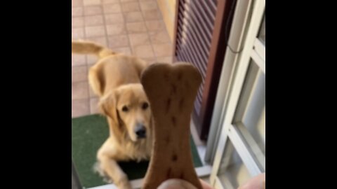 my mom can now do the housecleaning with tranquility! I'm a good boy, right? Golden retriever life🐶