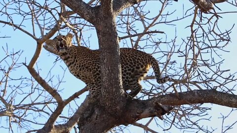 Female leopard leaps to higher tree limb