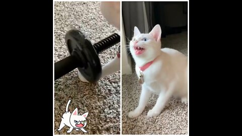 😱🤯😱How cats reacts when dumbbells fall on his feet 😱🤯😱