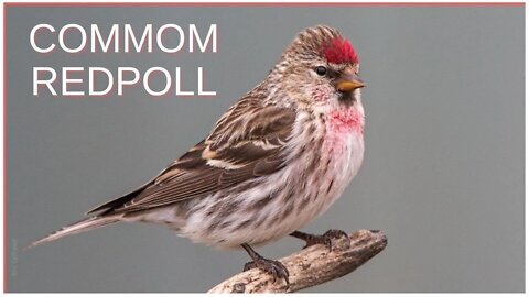 COMMON REDPOLL VOCALIZATION - Acanthis Flammea