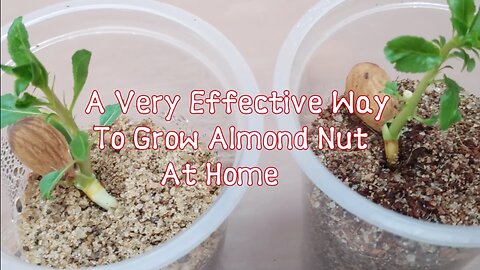 Almond_Growing_-_An_Effective_Way_To_Grow_Almond_Plant_At_Home#TropicalAlmond(1080p60)