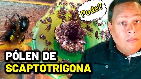 Abelha Mandaçaia aceita o pólen de Scaptotrigona? | Dicas de manejo [🐝🎬 Cortes]