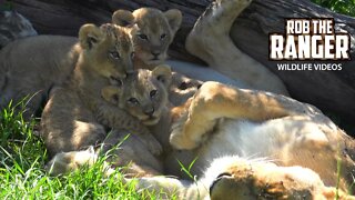 Lovely Lion Cubs | Marsh Pride | Lions Of The Mara | Zebra Plains