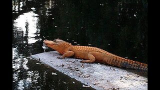 Orange Alligator