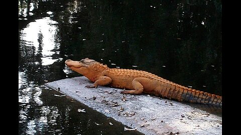 Orange Alligator