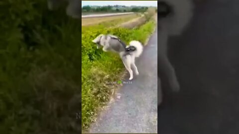 Bahut Sare Janwaro Ka Funny Moment🤣Funny Animals👈