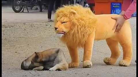 Prank Video On Dog Funny & fake Lion and Fake Tiger Prank To dog & Huge Box Prank Very Funny Video