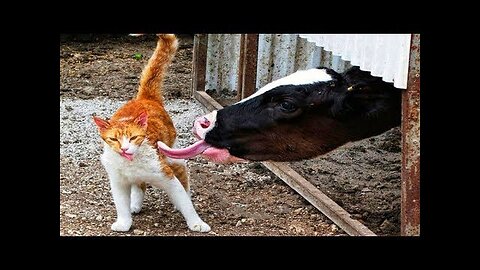 "Funny animal videos of 2023: the best cat and dog videos"