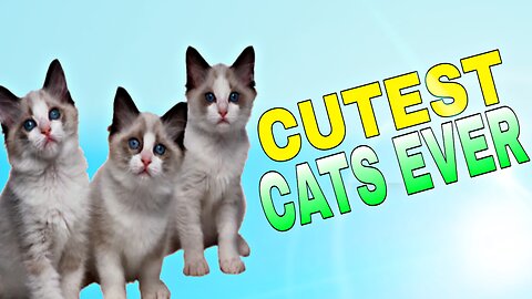 Cutest Cat 2024 || Cute Animals Video #cats #funnyandcutecats #catsvideos #cuteanimals