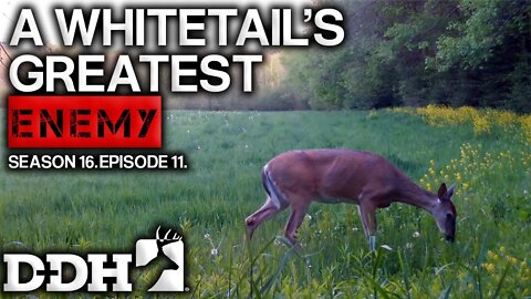 Whitetail Predation | Deer & Deer Hunting TV