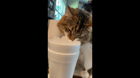 Kitty Cat Mugsy Loves Ice